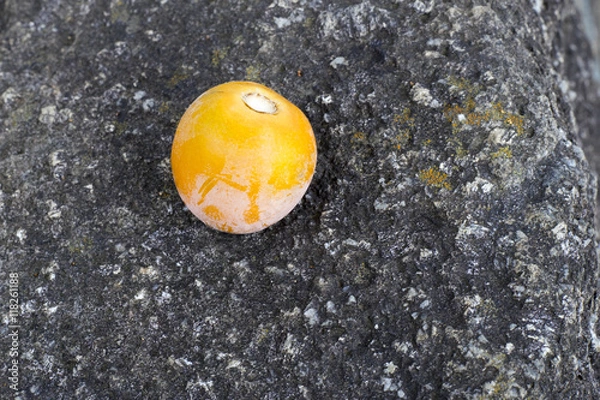 Obraz Chinese plum 1