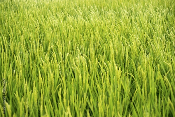 Obraz Rice field 1