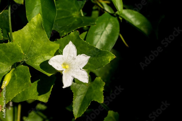 Fototapeta Ivy gourd flower on the ground