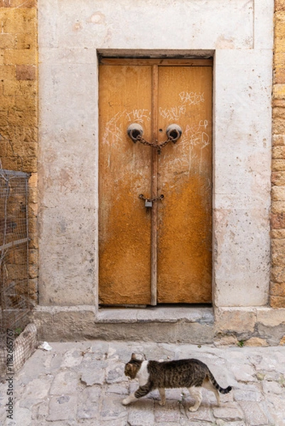 Fototapeta Tunis, Tunisia. Cat passing a graffitied metal door.