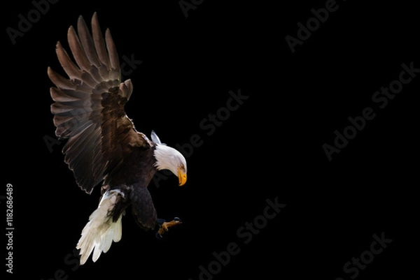 Fototapeta A landing bald eagle  on a black background