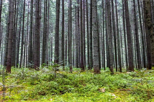 Fototapeta Deep moss forest landscape in summer. Background trees.