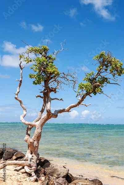 Obraz Small, half dry tree on the beach, Honolulu, Oahu, Hawaii, USA