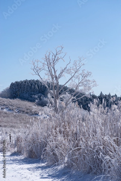 Fototapeta 美しい霧氷の木々と青空