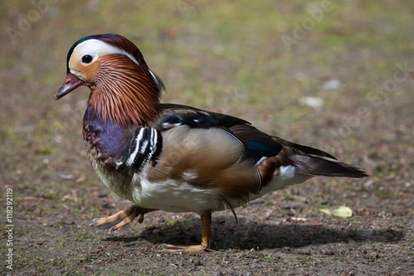 Fototapeta Mandarin duck (Aix galericulata).