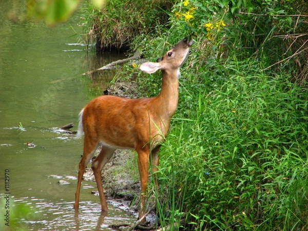 Obraz whitetail feeding