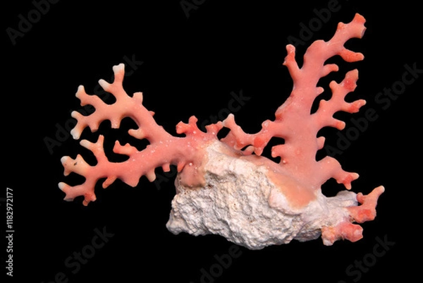 Fototapeta Red Coral, a type of marine Corallium, is noted for its red/pink skeleton, sometimes used to make jewelry.