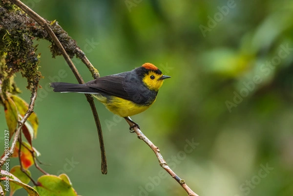Fototapeta Collared whitestart, Myioborus torquatus, yellow grey red birs in the nature flower habitat. Collared redstart, tropical New World warbler endemic mountains of Costa Rica. Wildlife in forest.