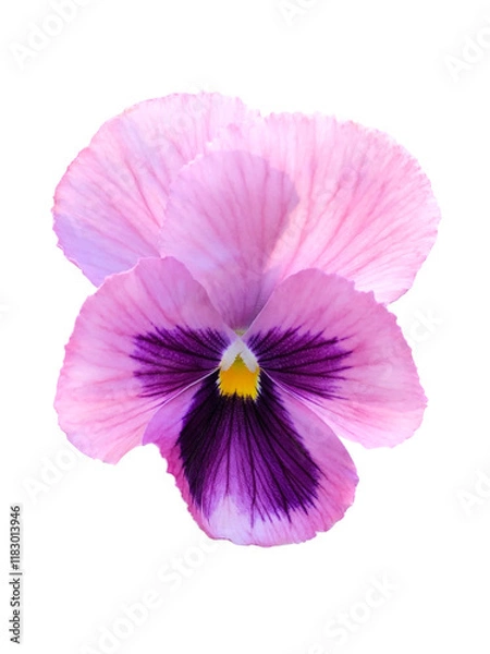 Obraz ピンクのパンジーの花