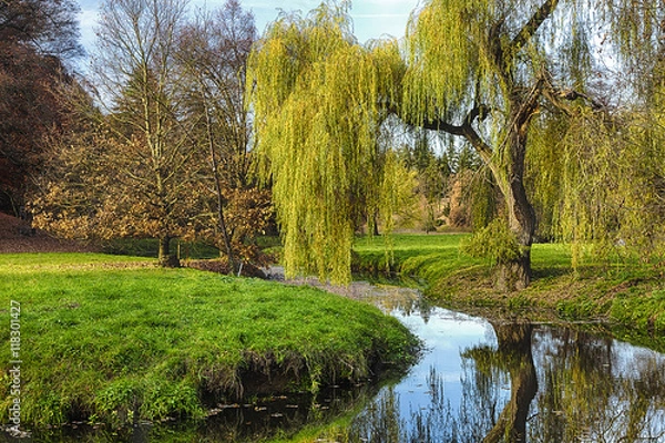Obraz Willow tree by the Pond