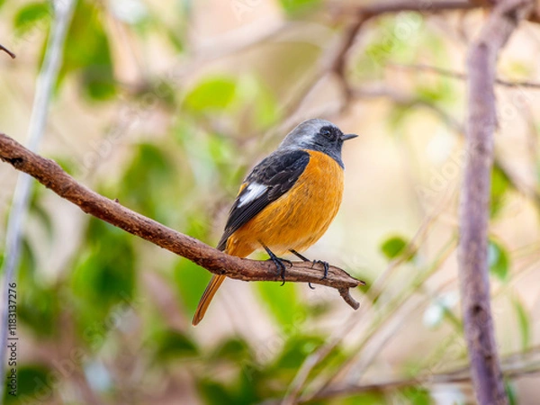 Fototapeta 枝にとまるジョウビタキのオス