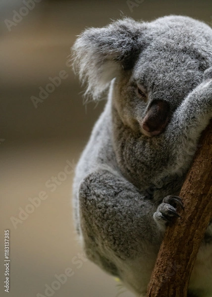 Obraz 木の上で眠る可愛いコアラ