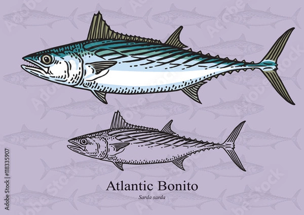 Fototapeta Atlantic bonito. Ilustracja wektorowa dla grafiki w małych rozmiarach. Nadaje się do projektowania graficznego i projektowania opakowań, przykładów edukacyjnych, stron internetowych itp.