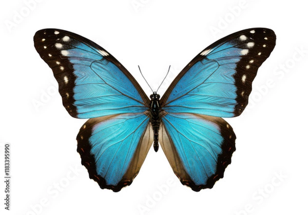 Fototapeta Stunning blue butterfly with open wings displaying intricate black and white details, isolated on white background