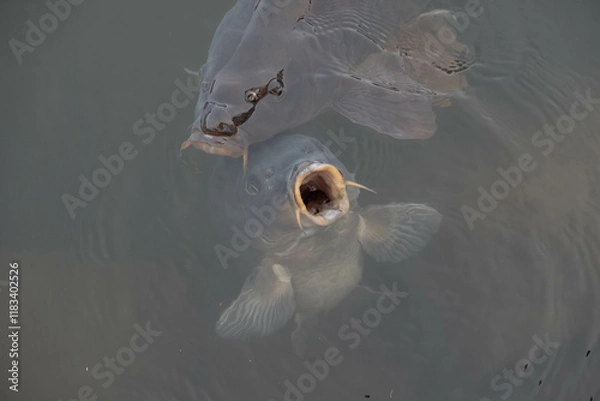 Fototapeta 水中で口を開いた鯉
