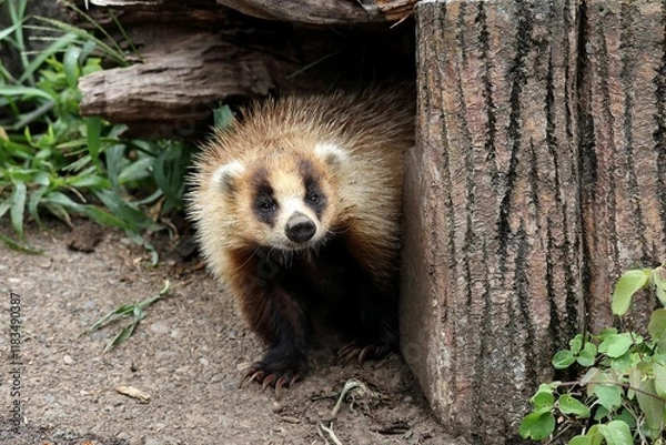 Fototapeta 物陰から顔を出すニホンアナグマ