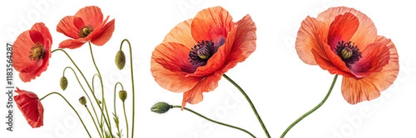 Fototapeta Triple Poppy Floral Composition Vibrant Red Blooms Isolated on White Background, Botanical Photography, Nature, Poppy, Flower, Floral