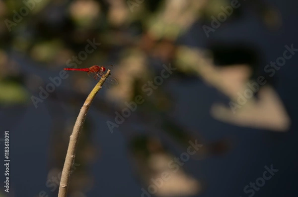 Fototapeta red-veined darter on a tiny branch 