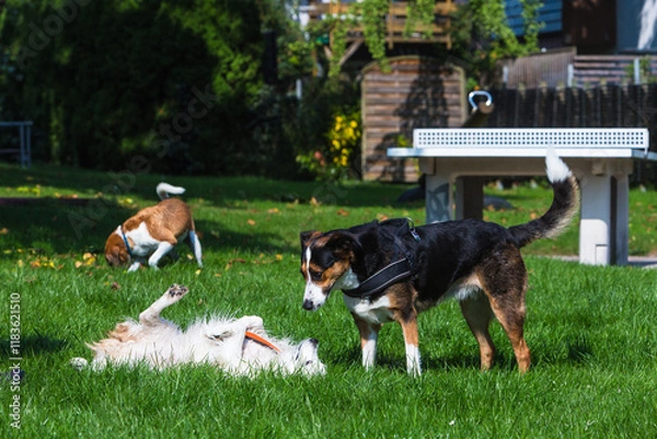 Fototapeta a dog surrenders to another dog during play