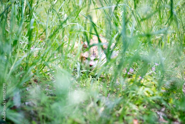 Fototapeta alley cat