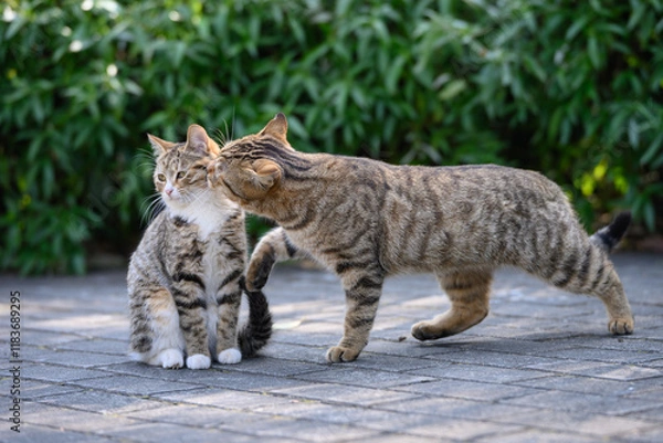Obraz The cat kissing another cat.