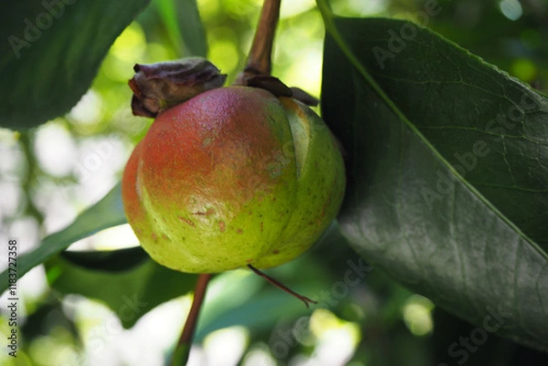 Obraz 木になっている椿の実