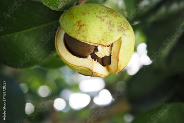 Obraz 割れた椿の実