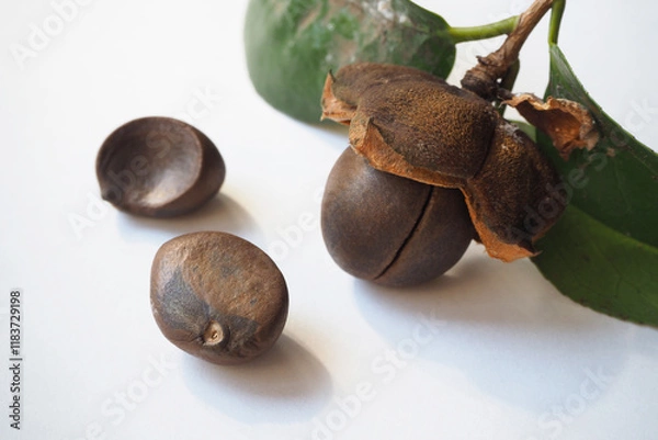 Obraz 椿の種と殻