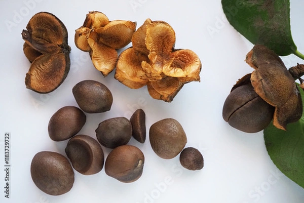 Obraz 椿の種と殻