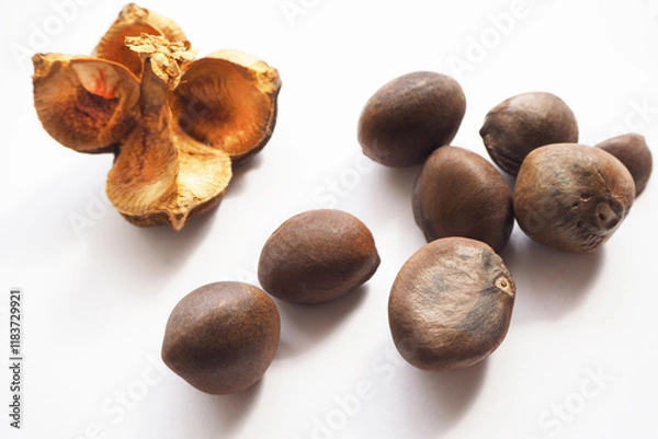 Obraz つばきの種と実殻