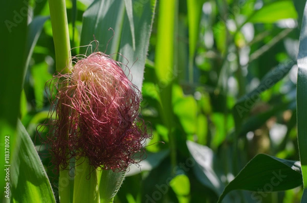Obraz corn silk