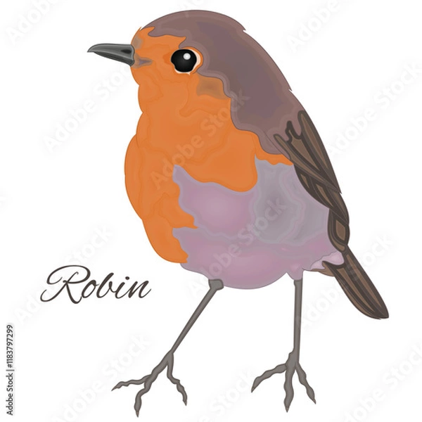 Obraz Robin of cute robin bird isolated on a white background wattercolor vintage vector illustration editable hand drawn