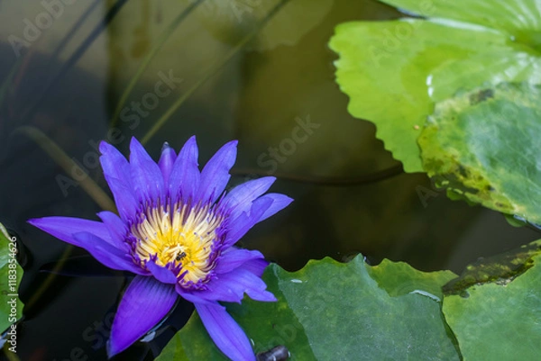 Obraz purple water lilly