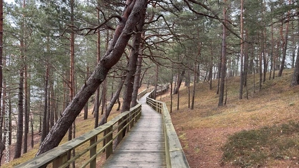 Obraz path in the forest