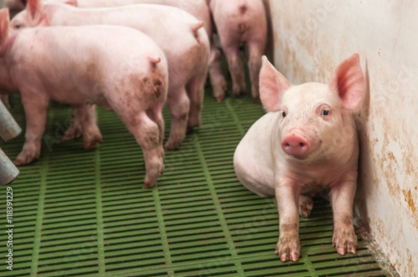 Obraz Baby pig in a pigsty