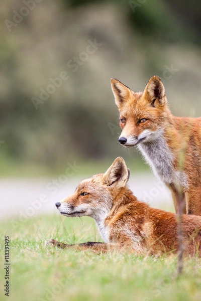 Fototapeta an red fox