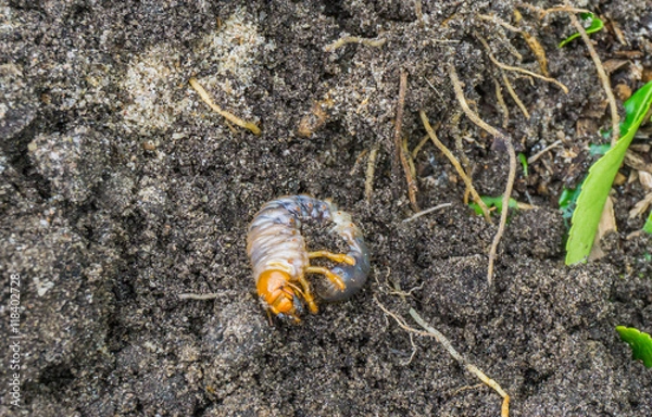 Obraz grub larva in the sand half close up