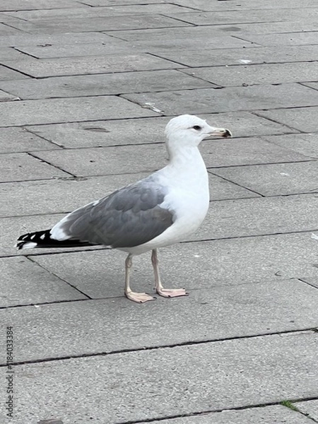 Obraz seagull on the road
