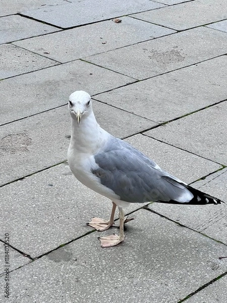 Obraz seagull on the wall