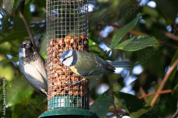 Fototapeta Great Tit small bird and sparrow hanging on the bird feeder cage, eating seeds.