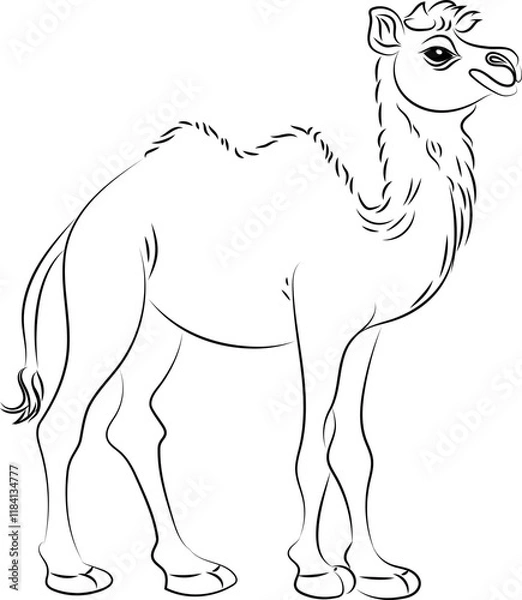 Fototapeta Camel. Line art with thin black lines. Black and white image.