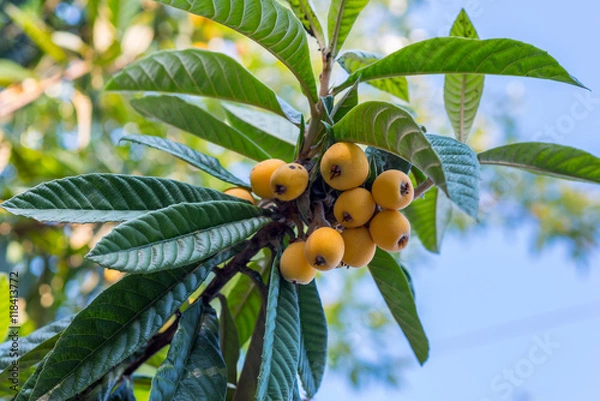 Obraz Loquat (Eriobotrya japonica), fruits on a branch with leaves. The end of May, Kutaisi, Georgia