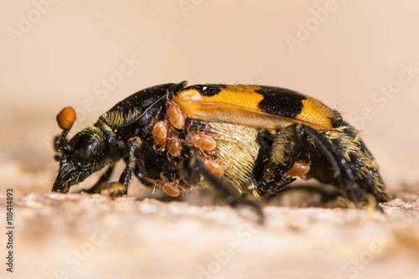 Fototapeta Nicrophorus vespillo burying beetle with mites. Orange and black carrion beetle in family Silphidae with load of phoretic mites around thorax and abdomen