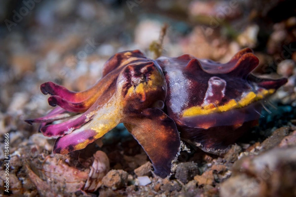 Fototapeta Flamboyant Cuttlefish (Metasepia pfefferi) with flamboyant colors