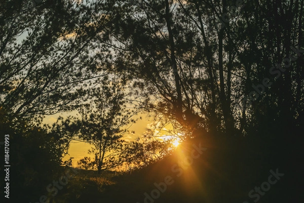 Obraz sunrise in the forest