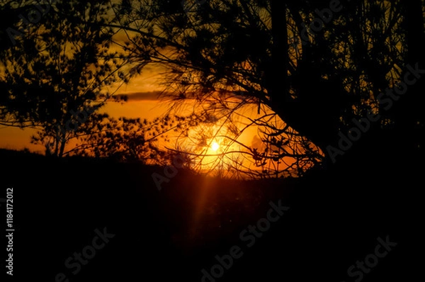 Obraz fire in the forest