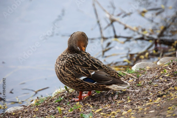 Obraz Eine Stockente an einem Teich.