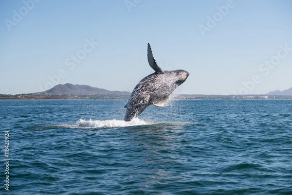 Obraz Whale breaching 2