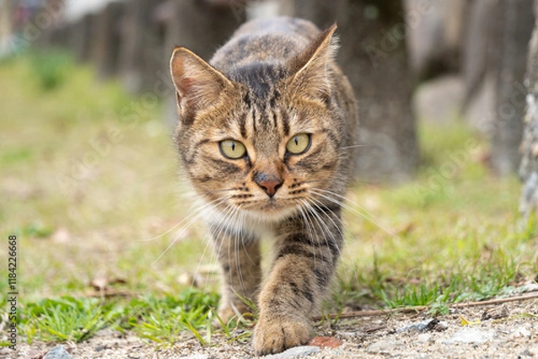 Obraz 自然公園で日の丸構図でこっちに歩いてくるキジトラ柄の子猫っぽい野良猫