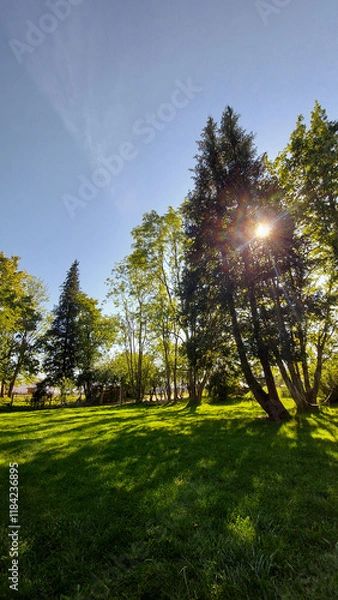 Fototapeta sun shining through trees